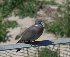 Columba palumbus