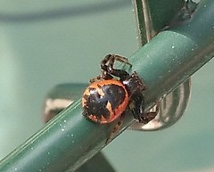Synema globosum