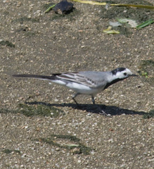 Motacilla alba