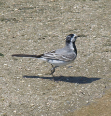 Motacilla alba