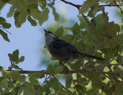 Curruca melanocephala