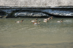 Alopochen aegyptiaca