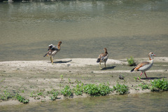 Alopochen aegyptiaca