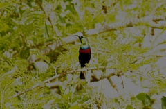 Cinnyris mariquensis