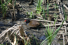 Gallinula chloropus