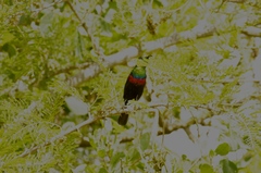 Cinnyris mariquensis