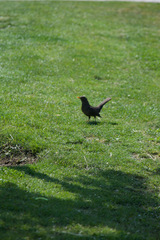Turdus merula