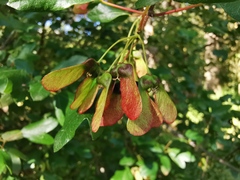 Acer sempervirens