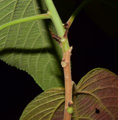 Acalypha cincta