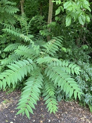 Ailanthus altissima