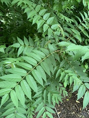 Ailanthus altissima