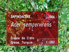 Acer sempervirens