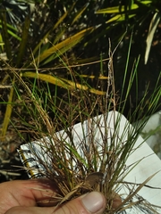 Dichanthelium ensifolium