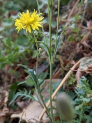 Cichorieae