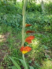 Gladiolus dalenii