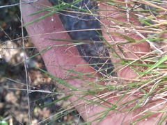 Dichanthelium ensifolium