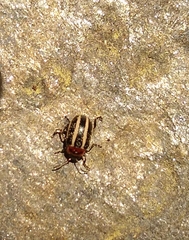 Calligrapha californica