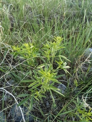 Pediomelum tenuiflorum