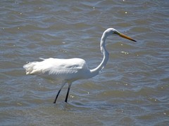 Ardea alba