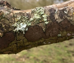 Biscogniauxia nummularia