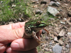 Lithobates chiricahuensis