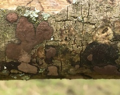 Biscogniauxia nummularia