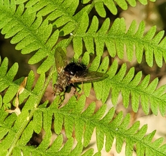 Epalpus