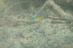 Chrysiptera brownriggii