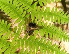 Epalpus