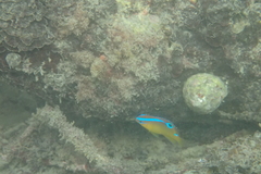 Chrysiptera brownriggii