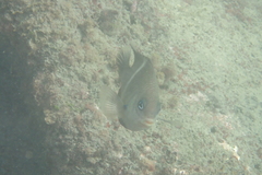 Chrysiptera brownriggii