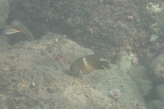 Chrysiptera brownriggii