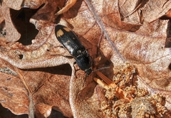 Selatosomus suckleyi