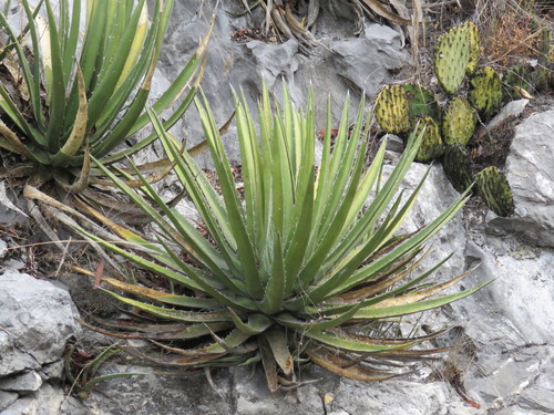 Agave albomarginata