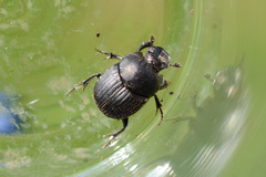 Onthophagus joannae