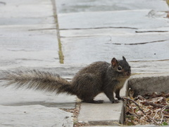 Sciurotamias davidianus