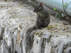 Sciurotamias davidianus