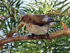 Cinnyris fuscus fuscus