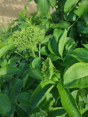 Sambucus nigra