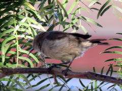 Cinnyris fuscus fuscus