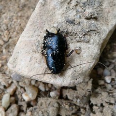 Loboptera canariensis