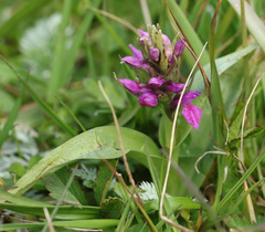 Dactylorhiza purpurella