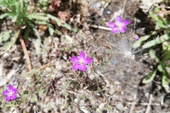 Spergularia purpurea