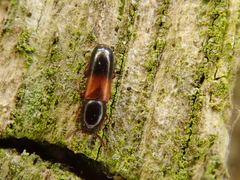 Corticeus fasciatus