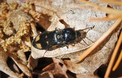 Selatosomus suckleyi