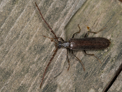 Calopus serraticornis