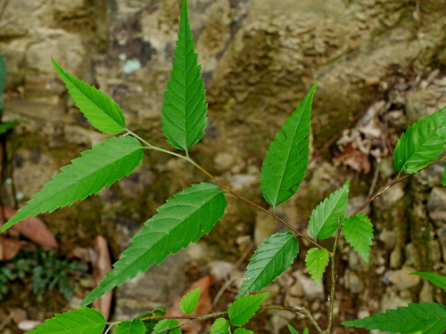 Aphananthe aspera (Thunb.) Planch.
