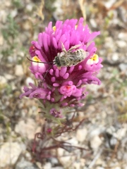 Castilleja exserta exserta