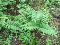Polygonatum orientale