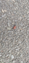 Pyrrhocoris apterus